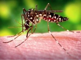 Zika Virus Aedes Aegypti Mosquito