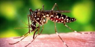 Zika Virus Aedes Aegypti Mosquito