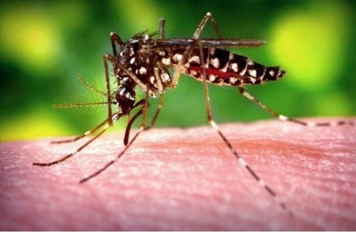 Zika Virus Aedes Aegypti Mosquito Zika Virus Aedes Aegypti Mosquito