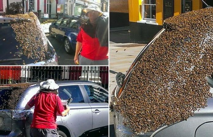 a-swarm-of-bees-chased-a-car-for-two-days-after-their-queen-has-been-trapped-inside
