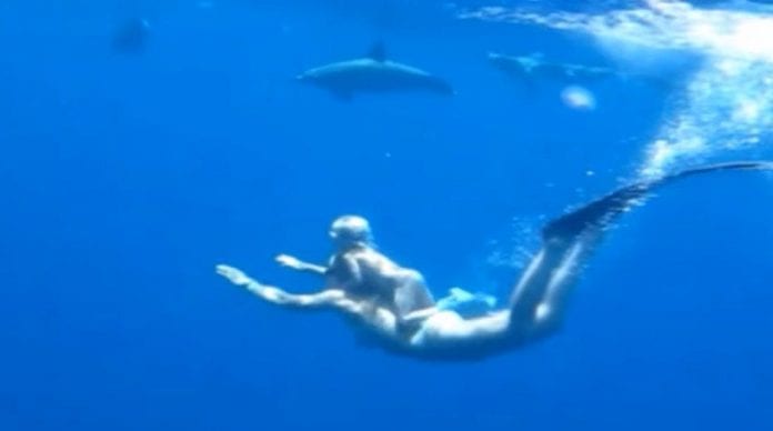 A Baby Free Diving With Dolphins
