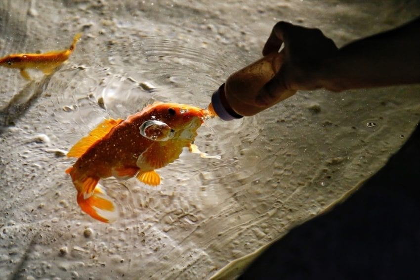 People Feed Fish With Baby Bottle