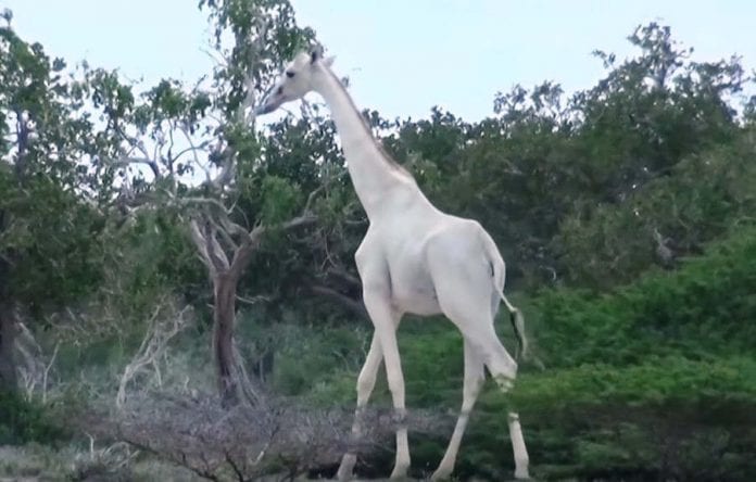 White Giraffes Spotted in Kenya