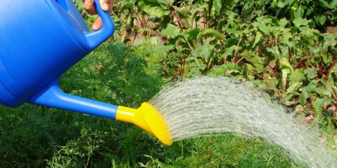 Things You Need For Your Garden