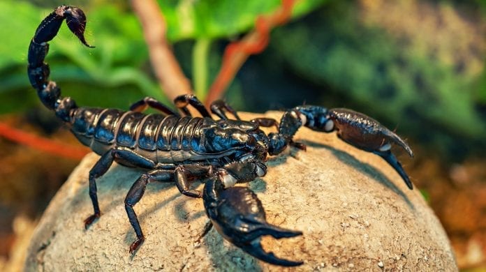 Your Complete Guide To Keeping A Scorpion