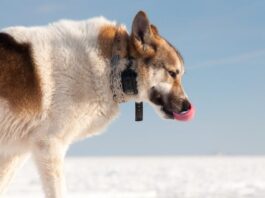 Tracking Tails The Ultimate Guide to GPS Trackers for Dogs
