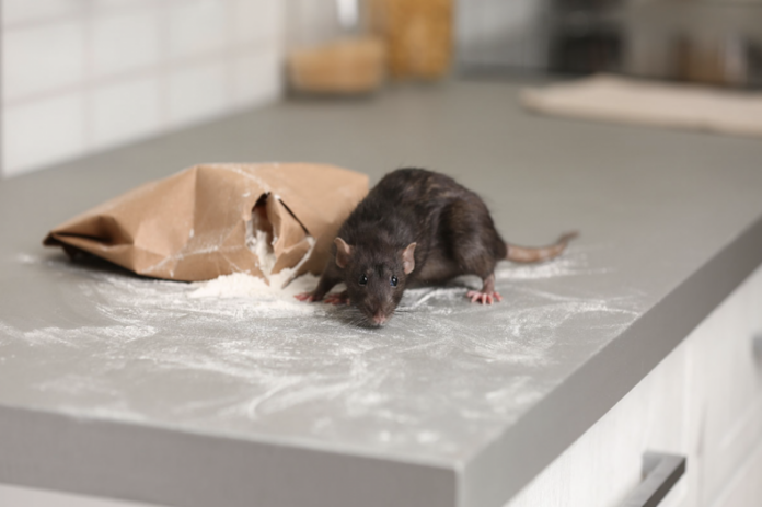 Identify Common Rat Species Invading Homes