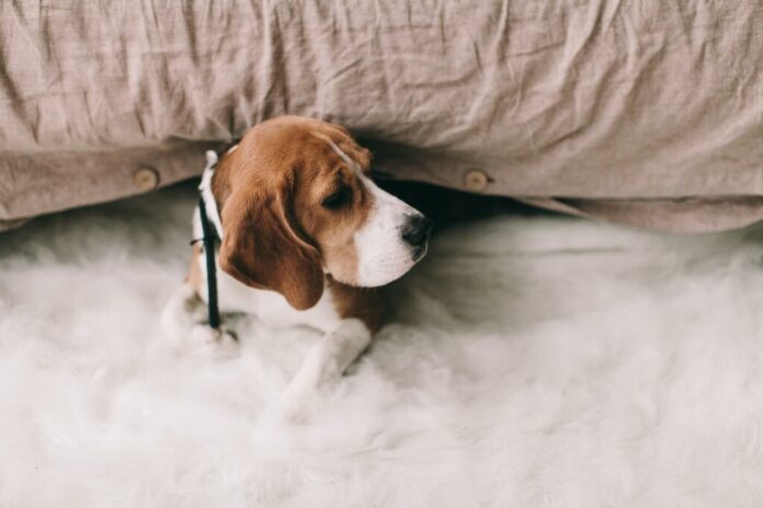 Beagle Dog Under Bed