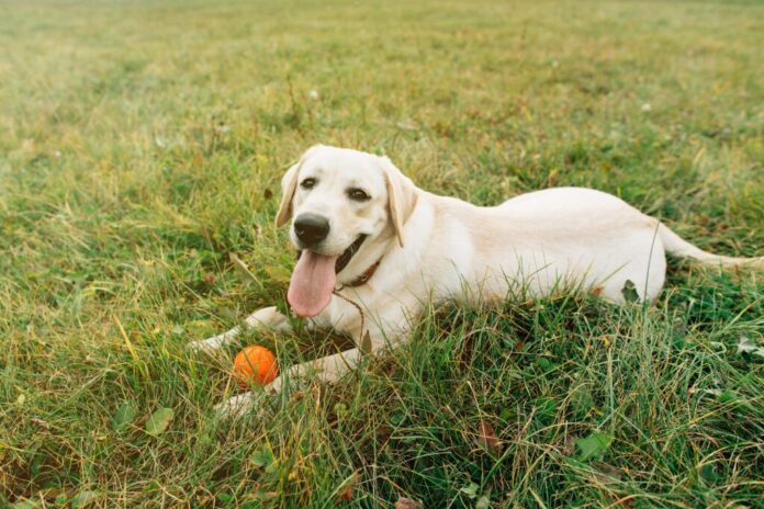 Dog Labrador Lying on Grass