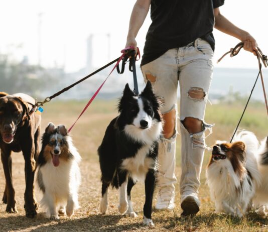 friendliest dog breeds