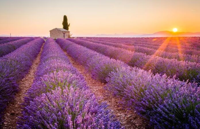 Lavender Season in Provence