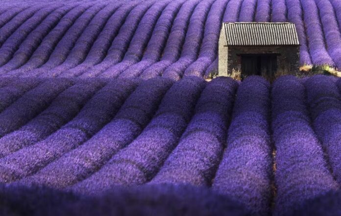 Lavender fields in Provence