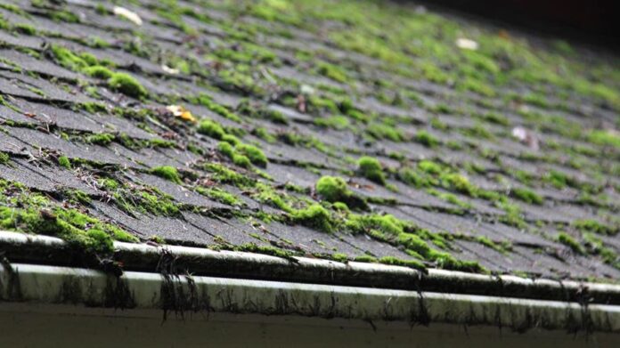 Moss and Algae Growth on Roof