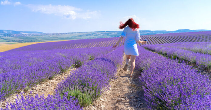 Popular Lavender Routes