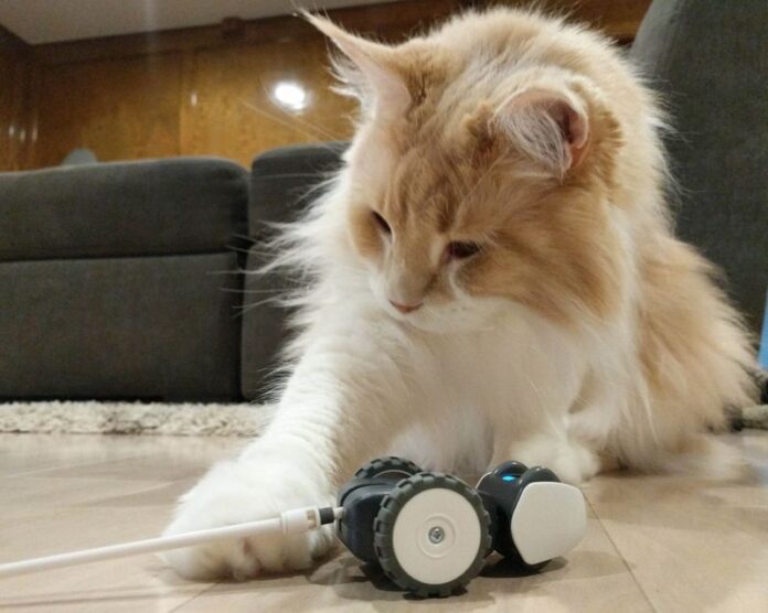 AI-Powered Cat Toys