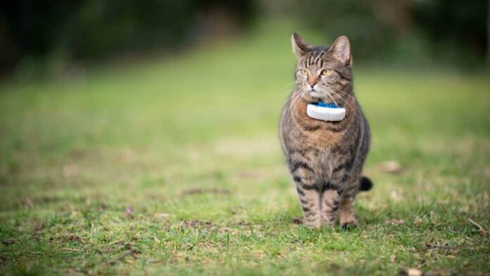 GPS tracking cat