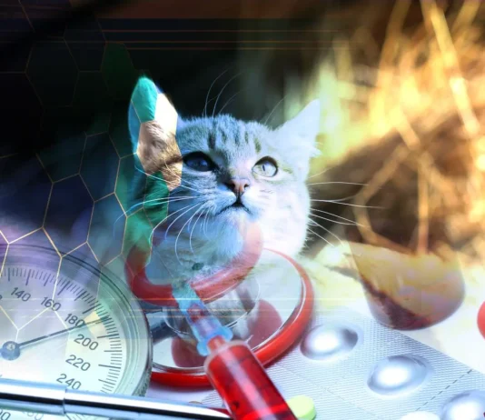 Innovations Revolutionizing Cat Care