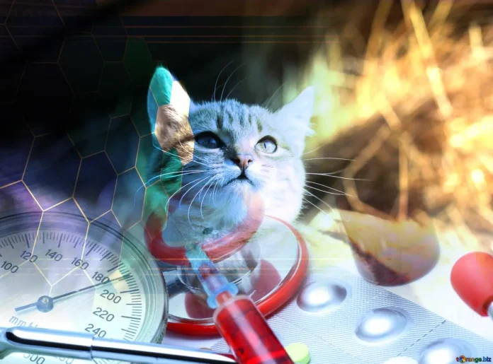 Innovations Revolutionizing Cat Care