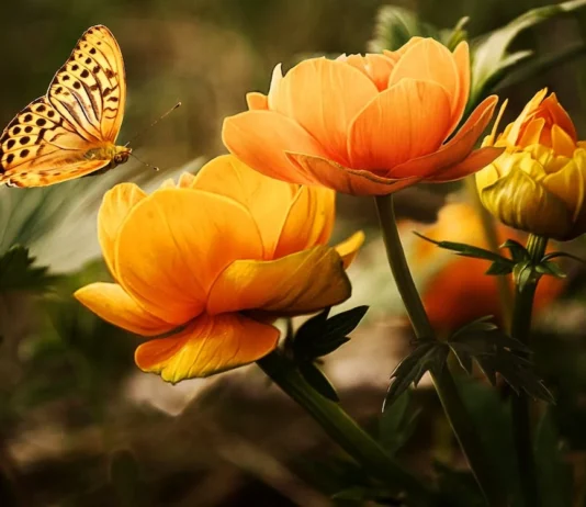 Pick Right Valentine's Day Flowers