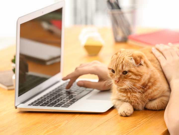 Telemedicine for Cats