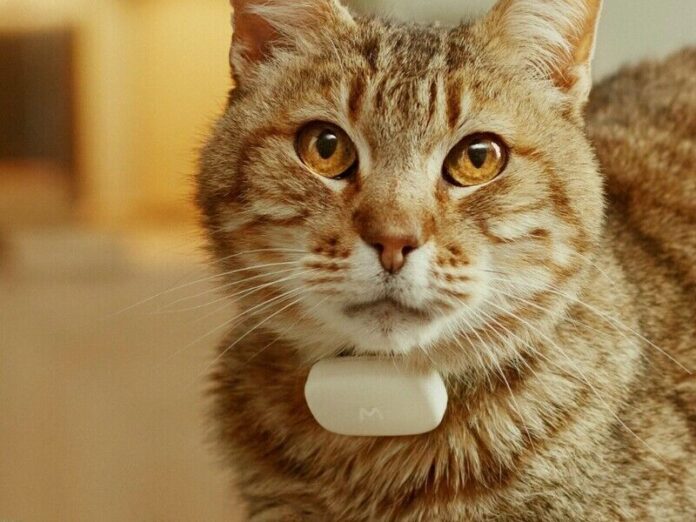 cat health tracker
