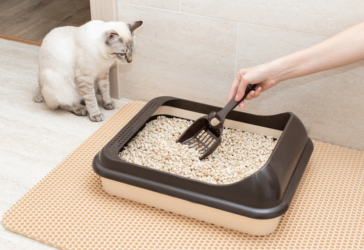 cat's litter box