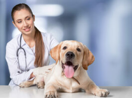 veterinary nursing