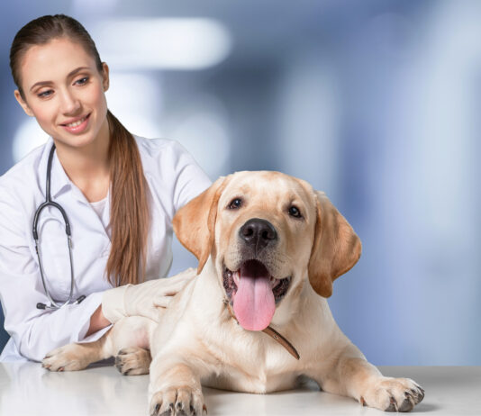 veterinary nursing