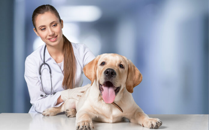 veterinary nursing