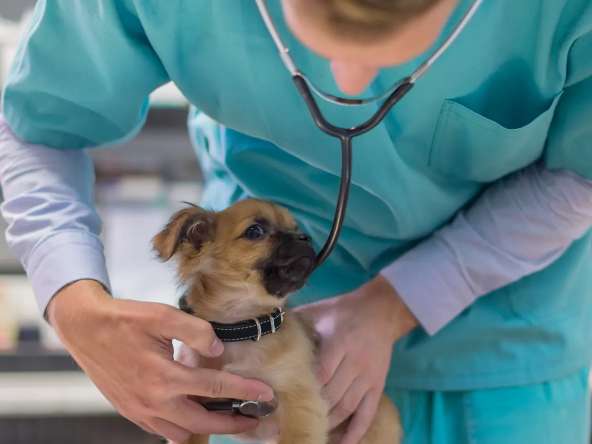 veterinary nursing sector