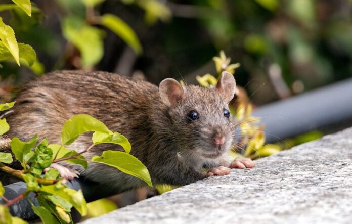 Eco-Friendly Pest Management Solutions