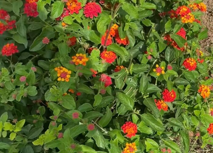 Lantana