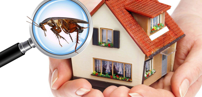 Regular Home Inspections for Pest Prevention