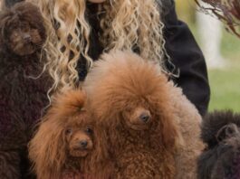 Crossbreeding Poodles
