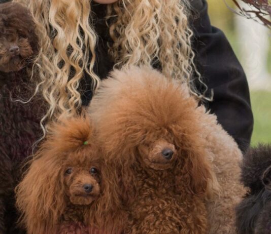 Crossbreeding Poodles