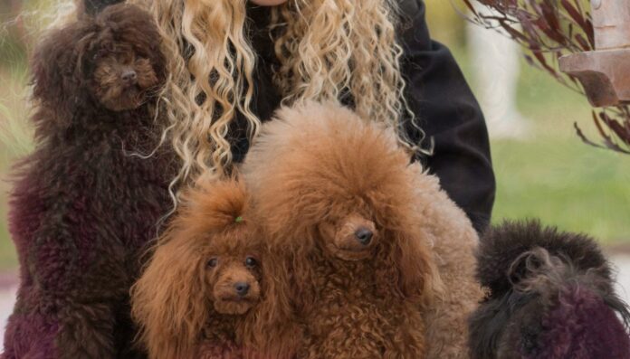 Crossbreeding Poodles