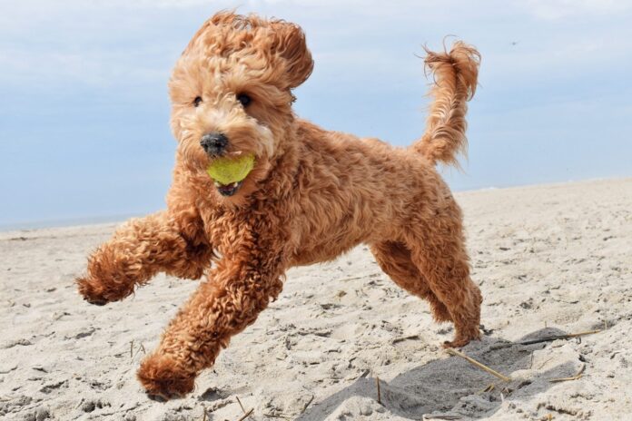 How Much Exercise Do Goldendoodles Need