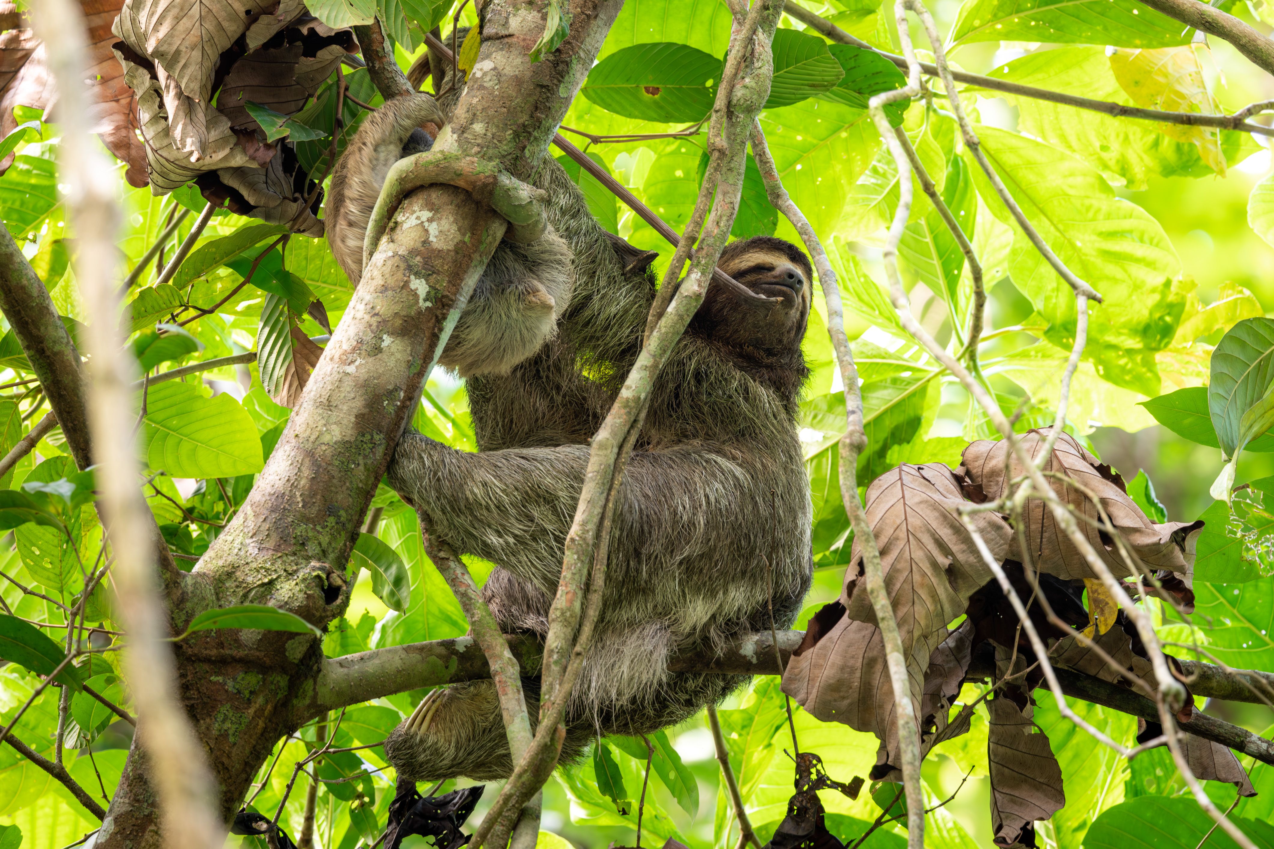 A three-toed sloth resting in lush green rainforest foliage in Costa Rica, a top winter wildlife destination