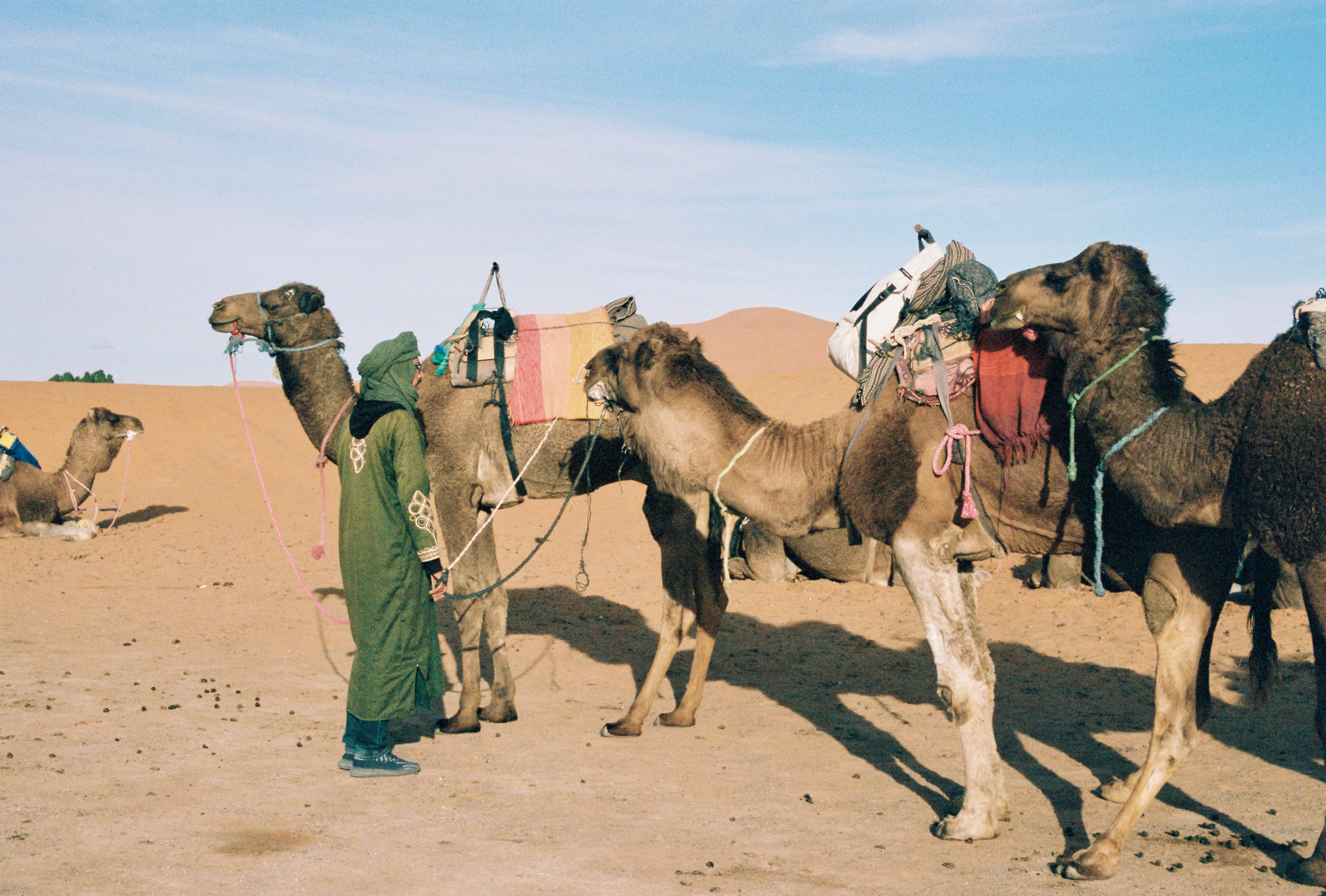 A guide in traditional attire leading camels across the dunes of the Moroccan Sahara desert