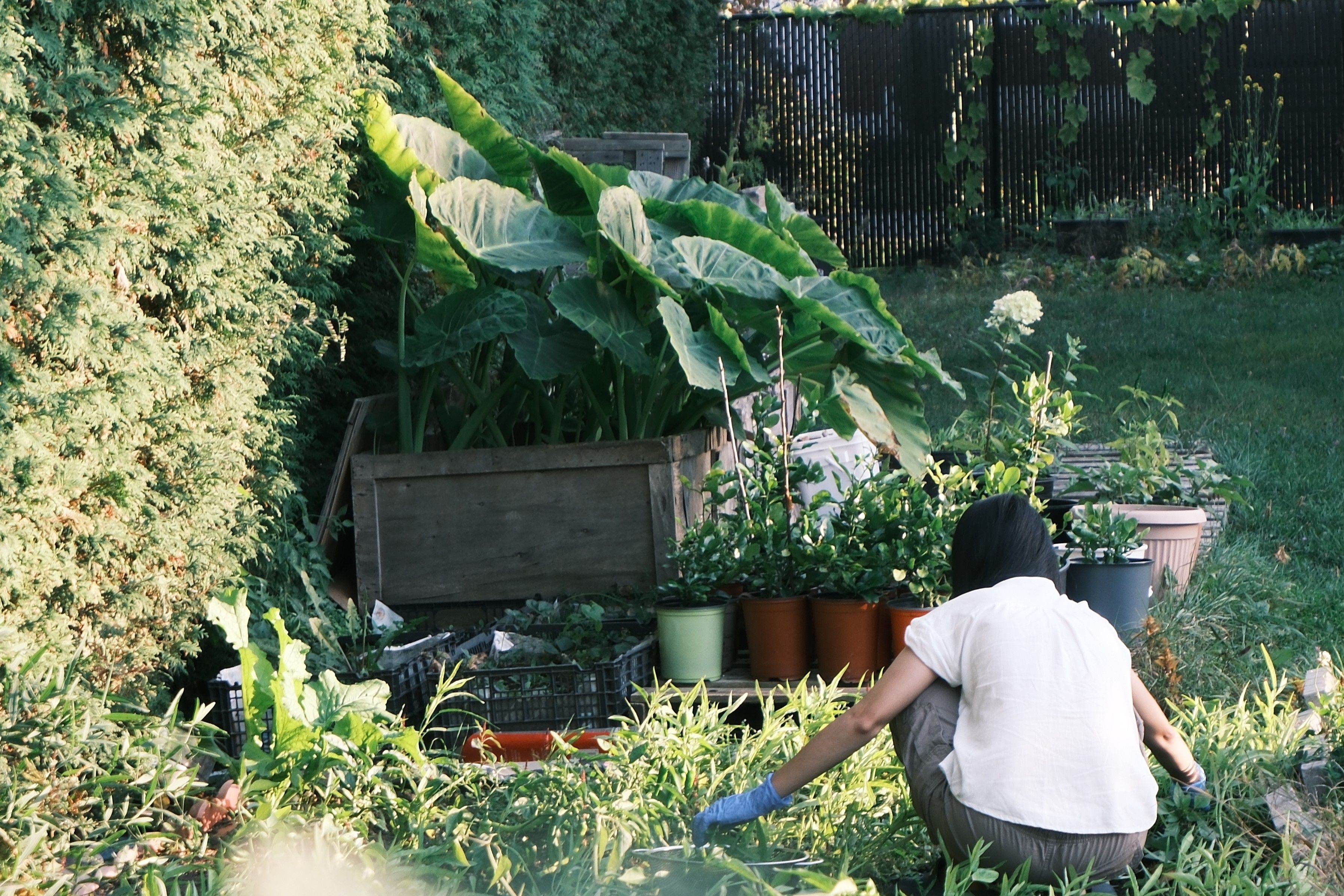 Woman tending plants in a vibrant backyard garden, representing sustainable landscaping